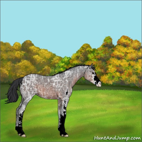 Horse Color:Brown Ice Sabino 