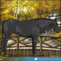 Horse Color:Black 