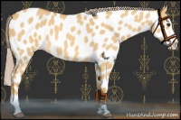 Horse Color:Palomino Roan Dun Splash Near Leopard 
