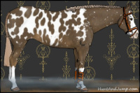 Horse Color:Chocolate Palomino Sabino Splash Near Leopard 