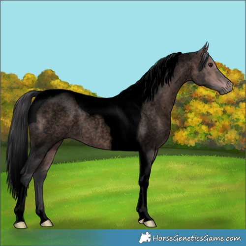 Horse Color:Void Platinum Bay Roan Tobiano 