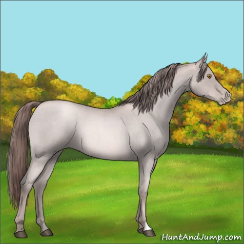 Horse Color:Platinum Bay Roan Pearl 