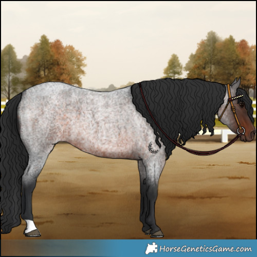 Horse Color:Brown Roan