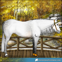 Horse Color:Gray Buckskin Sabino 