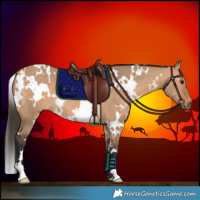 Horse Color:White Spotted Bay Dun 