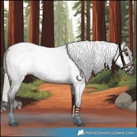 Horse Color:Gray Silver Brown Roan 