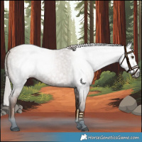 Horse Color:Gray Silver Blue Roan Pearl 