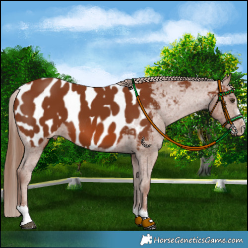 Horse Color:Chestnut Appaloosa 