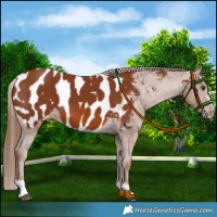 Horse Color:Chestnut Appaloosa