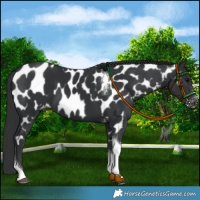 Horse Color:Black Tobiano Near Leopard 