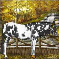 Horse Color:Liver Chestnut Tobiano Frame Appaloosa