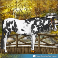 Horse Color:Liver Chestnut Tobiano Frame Appaloosa 
