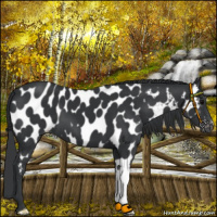 Horse Color:Black Appaloosa 