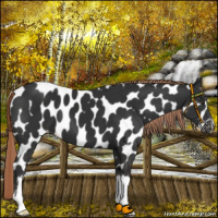 Horse Color:Liver Chestnut Near Leopard 