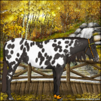 Horse Color:Liver Chestnut Near Leopard 