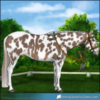 Horse Color:Brown Dun Tobiano Near Leopard