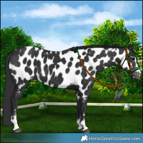 Horse Color:Black Appaloosa 
