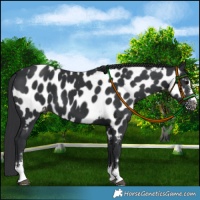 Horse Color:Black Near Leopard 