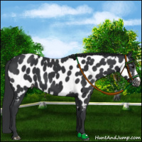 Horse Color:Black Appaloosa 