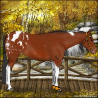 Horse Color:Brown Tobiano Appaloosa