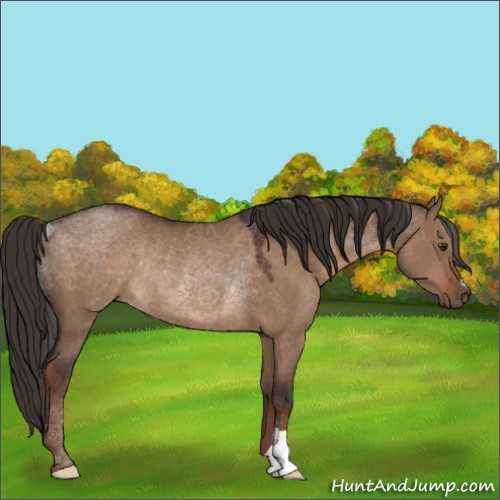 Horse Color:Liver Red Dun Rabicano 