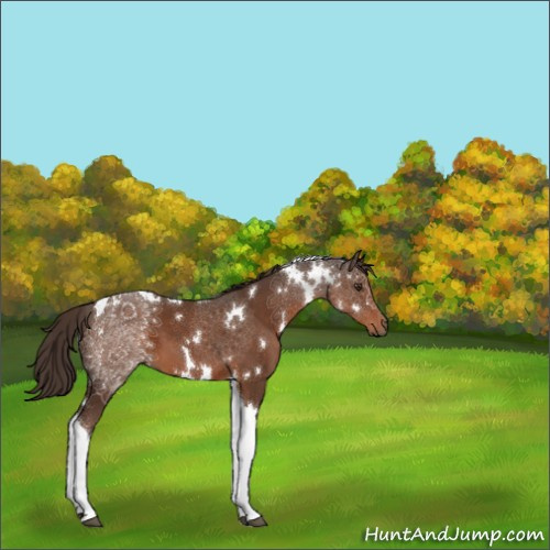 Horse Color:White Spotted Liver Chestnut Tobiano 