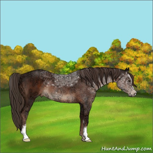 Horse Color:Liver Chestnut Ice Sabino 