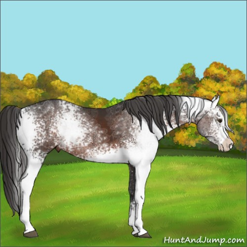 Horse Color:White Spotted Liver Chestnut Rabicano 