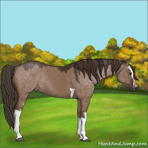 Horse Color:White Spotted Liver Red Dun Tobiano Rabicano 