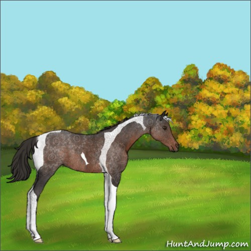 Horse Color:Liver Chestnut Tobiano Rabicano 