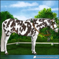 Horse Color:Liver Chestnut Appaloosa 