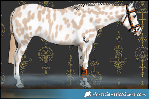 Horse Color:Perlino Appaloosa 