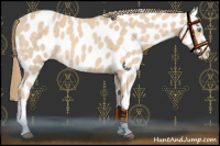 Horse Color:Perlino Appaloosa 