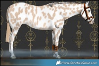 Horse Color:Perlino Leopard 