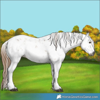 Horse Color:Gray Chestnut Sabino 