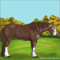 Horse Color:Gray Chestnut Sabino 