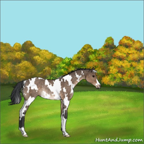 Horse Color:White Spotted Brown Dun Rabicano 