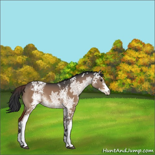 Horse Color:White Spotted Brown Ice Dun 