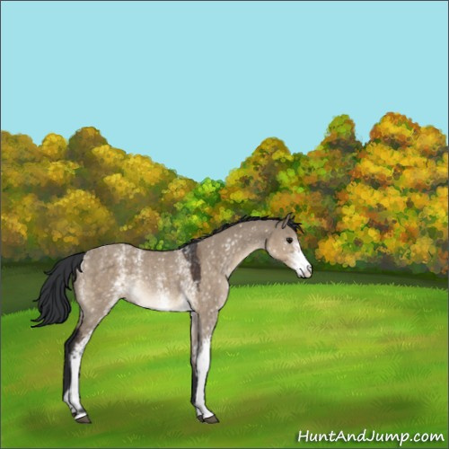Horse Color:White Spotted Brown Dun Rabicano 