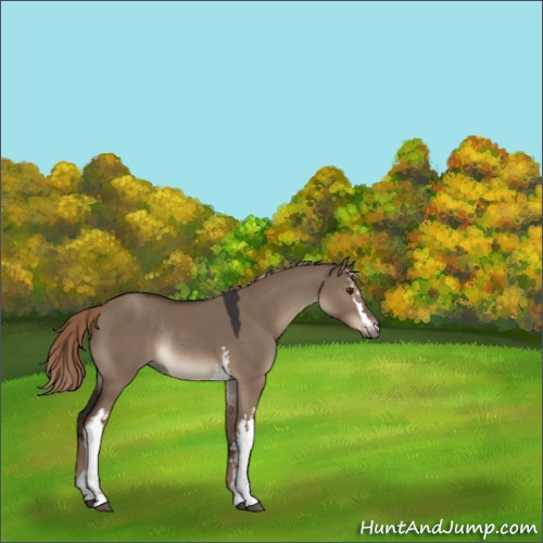 Horse Color:White Spotted Liver Red Dun Rabicano 
