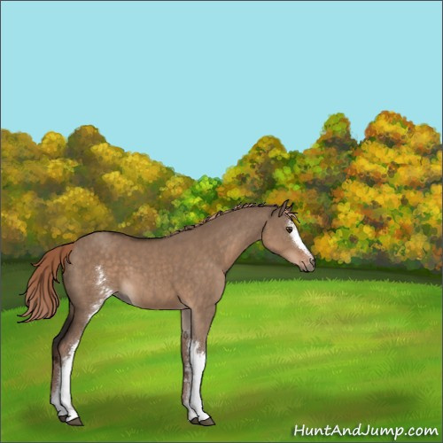 Horse Color:White Spotted Liver Red Dun 