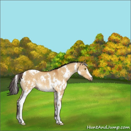 Horse Color:White Spotted Buckskin Dun Rabicano 