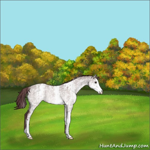Horse Color:Platinum White Spotted Chocolate Bay Dun Rabicano 