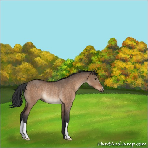 Horse Color:Brown Dun Rabicano 