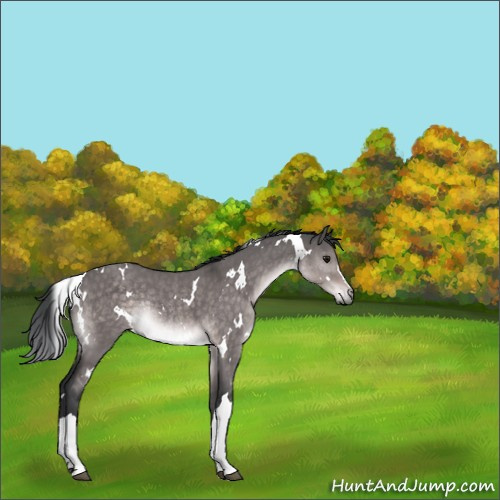 Horse Color:Platinum White Spotted Brown Dun Rabicano 