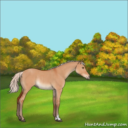 Horse Color:Silver Bay Dun Rabicano 