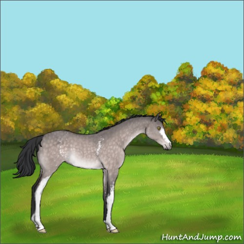 Horse Color:Platinum White Spotted Brown Dun Rabicano 