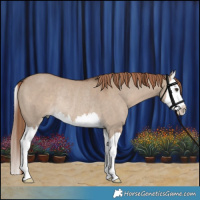 Horse Color:White Spotted Liver Red Dun Splash Rabicano