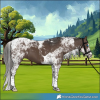 Horse Color:Liver Chestnut Splash Tobiano 