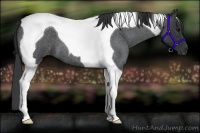 Horse Color:Blue Roan Tobiano